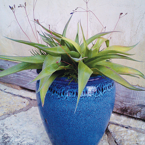 Manfreda virginica (False Aloe)